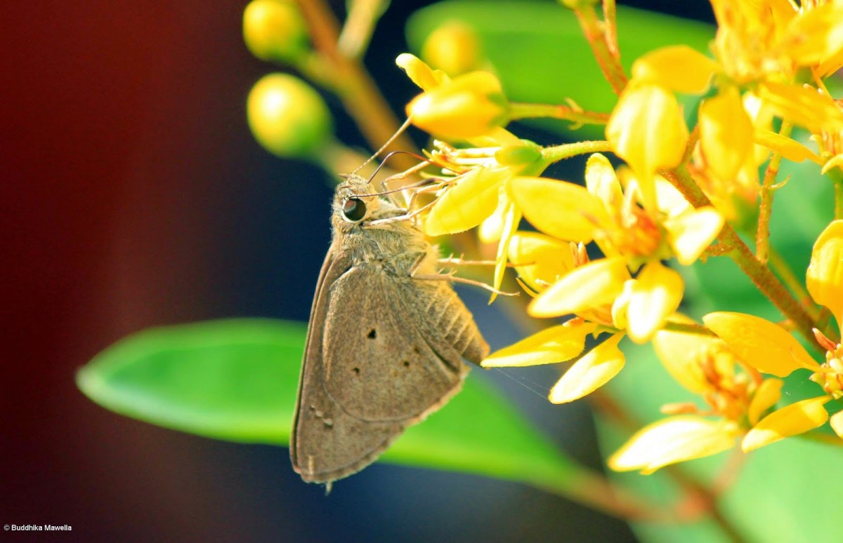 Suastus gremius Fabricius, 1798